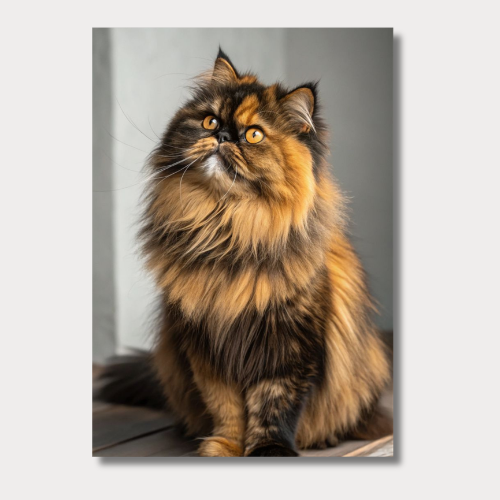 Persian cat  wall poster