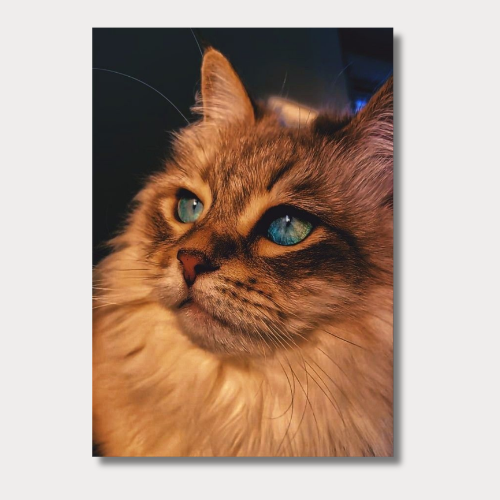Siberian cat  wall poster