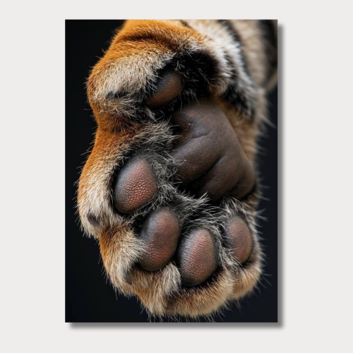 Paws of cat wall poster